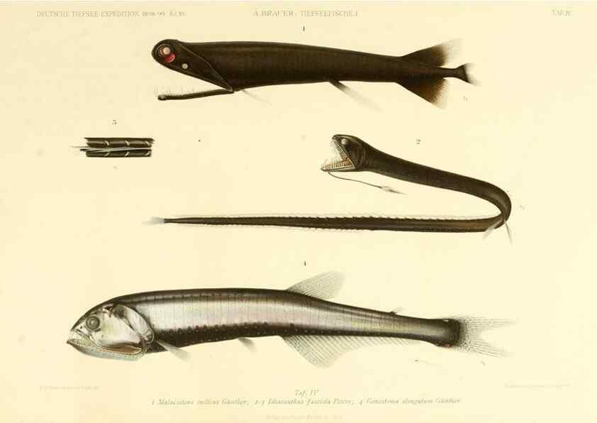 Reproducción/Reproduction 7413854786: Wissenschaftliche Ergebnisse der Deutschen Tiefsee-Expedition auf dem Dampfer ""Valdivia"" 1898-1899.. Jena,G. Fischer,1902-40.
