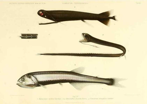 Reproducción/Reproduction 7413854786: Wissenschaftliche Ergebnisse der Deutschen Tiefsee-Expedition auf dem Dampfer ""Valdivia"" 1898-1899.. Jena,G. Fischer,1902-40.