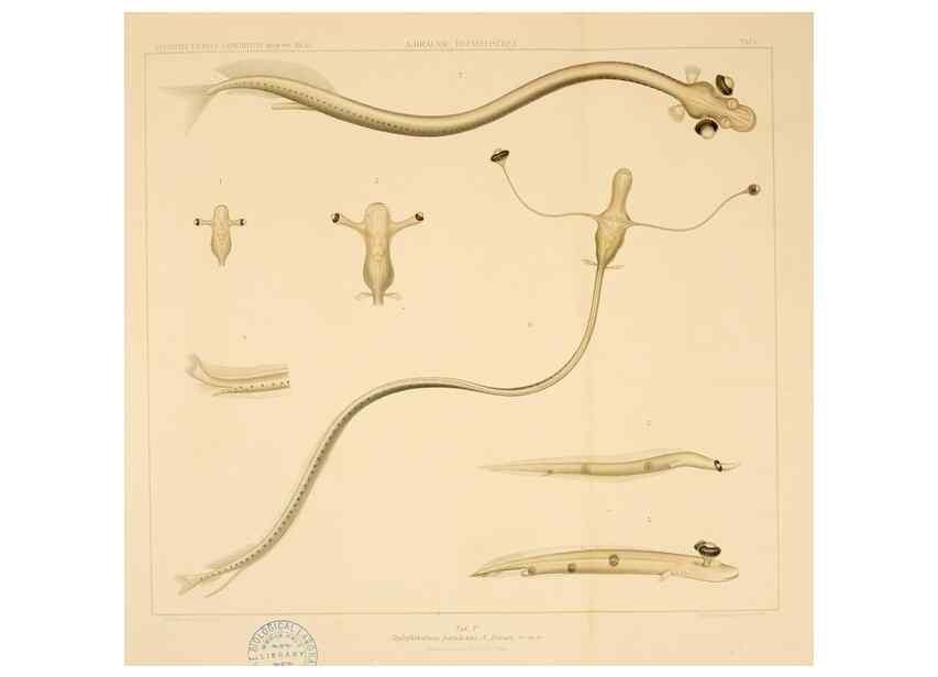 Reproducción/Reproduction 7413855292: Wissenschaftliche Ergebnisse der Deutschen Tiefsee-Expedition auf dem Dampfer ""Valdivia"" 1898-1899.. Jena,G. Fischer,1902-40.