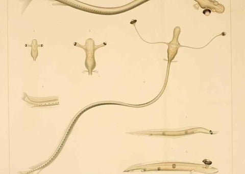 Reproducción/Reproduction 7413855292: Wissenschaftliche Ergebnisse der Deutschen Tiefsee-Expedition auf dem Dampfer ""Valdivia"" 1898-1899.. Jena,G. Fischer,1902-40.