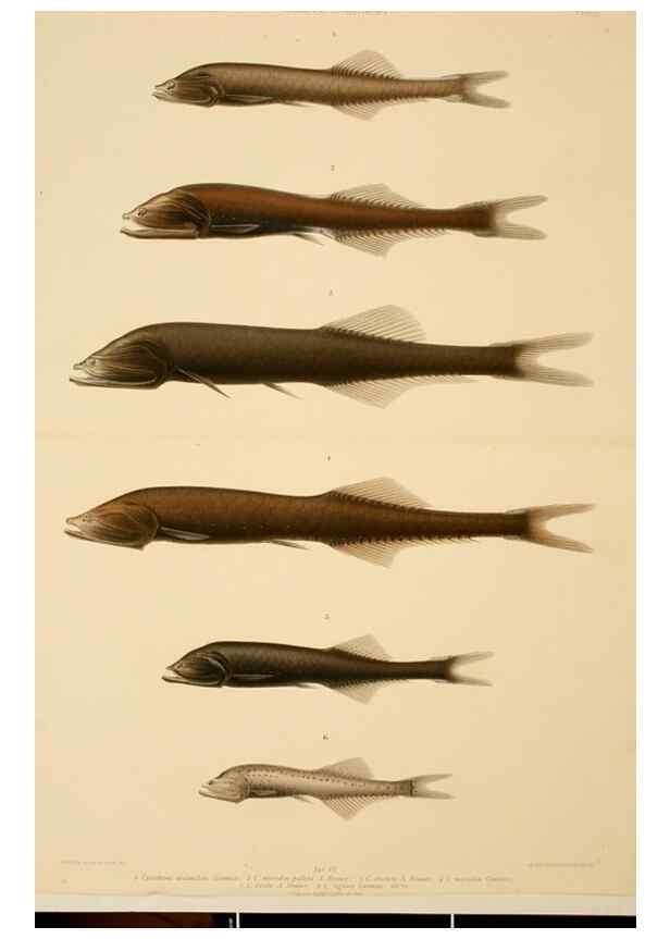 Reproducción/Reproduction 7413855904: Wissenschaftliche Ergebnisse der Deutschen Tiefsee-Expedition auf dem Dampfer ""Valdivia"" 1898-1899.. Jena,G. Fischer,1902-40.