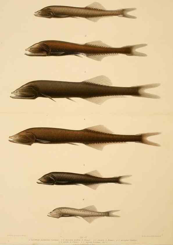 Reproducción/Reproduction 7413855904: Wissenschaftliche Ergebnisse der Deutschen Tiefsee-Expedition auf dem Dampfer ""Valdivia"" 1898-1899.. Jena,G. Fischer,1902-40.