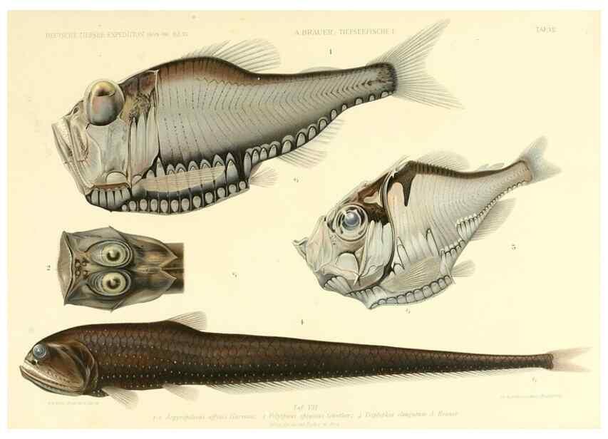 Reproducción/Reproduction 7413856718: Wissenschaftliche Ergebnisse der Deutschen Tiefsee-Expedition auf dem Dampfer ""Valdivia"" 1898-1899.. Jena,G. Fischer,1902-40.