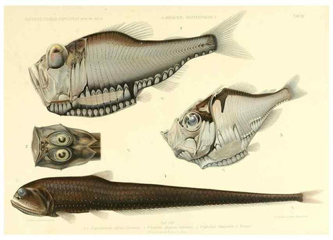 Reproducción/Reproduction 7413856718: Wissenschaftliche Ergebnisse der Deutschen Tiefsee-Expedition auf dem Dampfer ""Valdivia"" 1898-1899.. Jena,G. Fischer,1902-40.