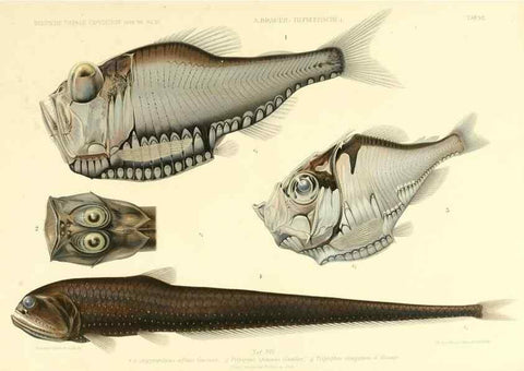 Reproducción/Reproduction 7413856718: Wissenschaftliche Ergebnisse der Deutschen Tiefsee-Expedition auf dem Dampfer ""Valdivia"" 1898-1899.. Jena,G. Fischer,1902-40.