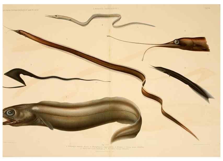 Reproducción/Reproduction 7413857300: Wissenschaftliche Ergebnisse der Deutschen Tiefsee-Expedition auf dem Dampfer ""Valdivia"" 1898-1899.. Jena,G. Fischer,1902-40.