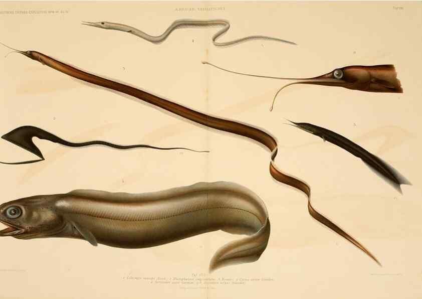 Reproducción/Reproduction 7413857300: Wissenschaftliche Ergebnisse der Deutschen Tiefsee-Expedition auf dem Dampfer ""Valdivia"" 1898-1899.. Jena,G. Fischer,1902-40.