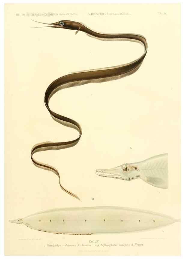 Reproducción/Reproduction 7413858156: Wissenschaftliche Ergebnisse der Deutschen Tiefsee-Expedition auf dem Dampfer ""Valdivia"" 1898-1899.. Jena,G. Fischer,1902-40.