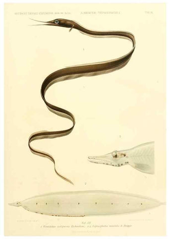 Reproducción/Reproduction 7413858156: Wissenschaftliche Ergebnisse der Deutschen Tiefsee-Expedition auf dem Dampfer ""Valdivia"" 1898-1899.. Jena,G. Fischer,1902-40.