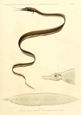 Reproducción/Reproduction 7413858156: Wissenschaftliche Ergebnisse der Deutschen Tiefsee-Expedition auf dem Dampfer ""Valdivia"" 1898-1899.. Jena,G. Fischer,1902-40.