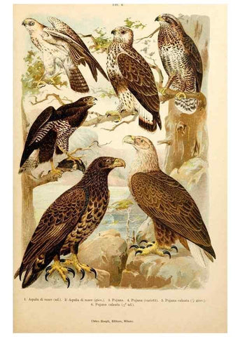 Reproducción/Reproduction 7413858570: Atlante ornitologico :. Milano :U. Hoepli,1902.