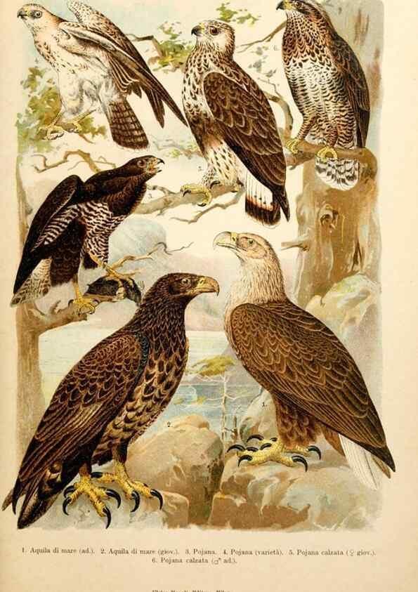Reproducción/Reproduction 7413858570: Atlante ornitologico :. Milano :U. Hoepli,1902.
