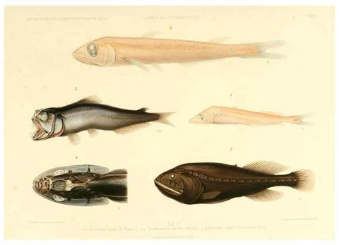 Reproducción/Reproduction 7413858660: Wissenschaftliche Ergebnisse der Deutschen Tiefsee-Expedition auf dem Dampfer ""Valdivia"" 1898-1899.. Jena,G. Fischer,1902-40.