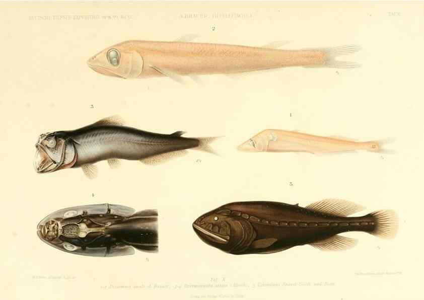 Reproducción/Reproduction 7413858660: Wissenschaftliche Ergebnisse der Deutschen Tiefsee-Expedition auf dem Dampfer ""Valdivia"" 1898-1899.. Jena,G. Fischer,1902-40.