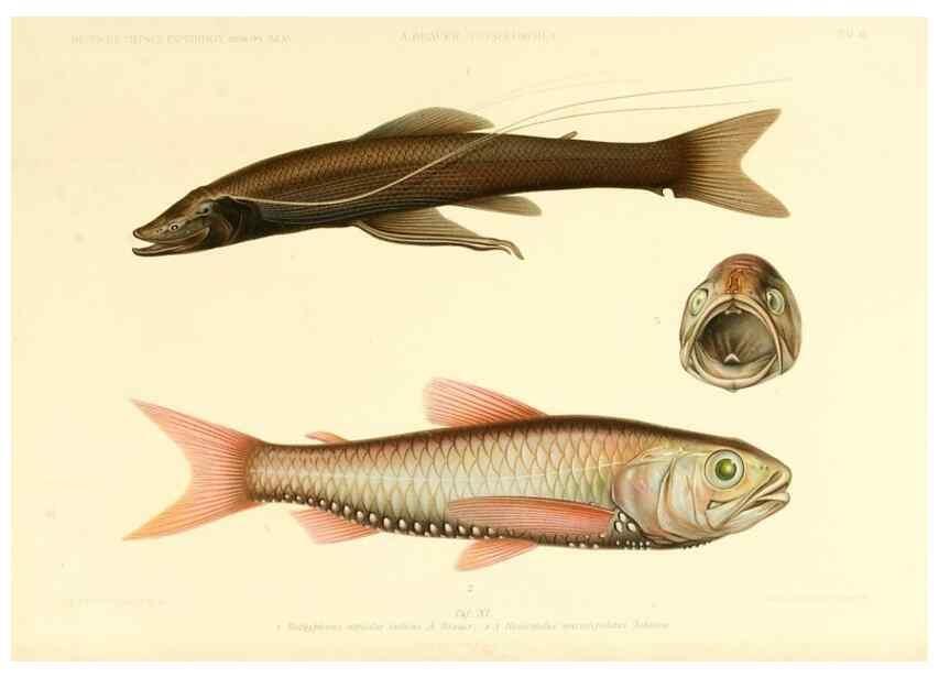 Reproducción/Reproduction 7413859346: Wissenschaftliche Ergebnisse der Deutschen Tiefsee-Expedition auf dem Dampfer ""Valdivia"" 1898-1899.. Jena,G. Fischer,1902-40.