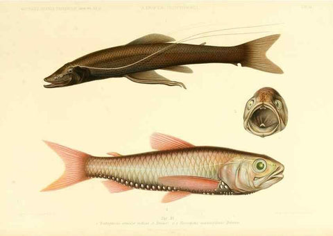 Reproducción/Reproduction 7413859346: Wissenschaftliche Ergebnisse der Deutschen Tiefsee-Expedition auf dem Dampfer ""Valdivia"" 1898-1899.. Jena,G. Fischer,1902-40.