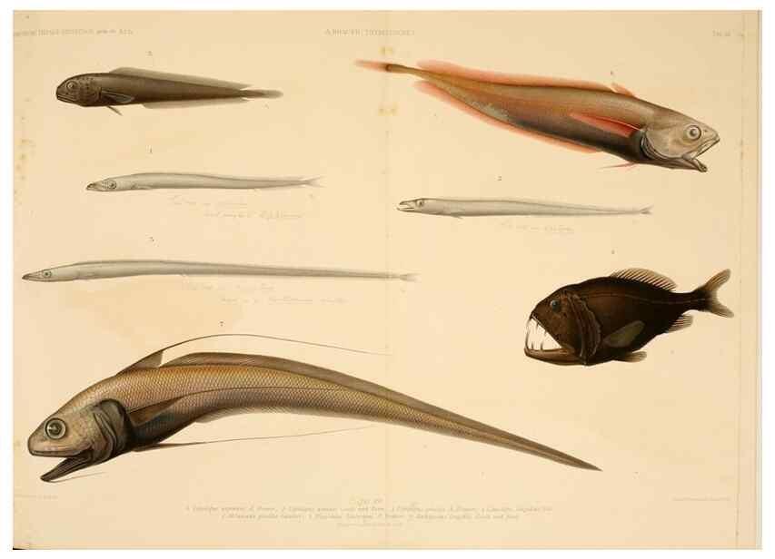 Reproducción/Reproduction 7413860094: Wissenschaftliche Ergebnisse der Deutschen Tiefsee-Expedition auf dem Dampfer ""Valdivia"" 1898-1899.. Jena,G. Fischer,1902-40.