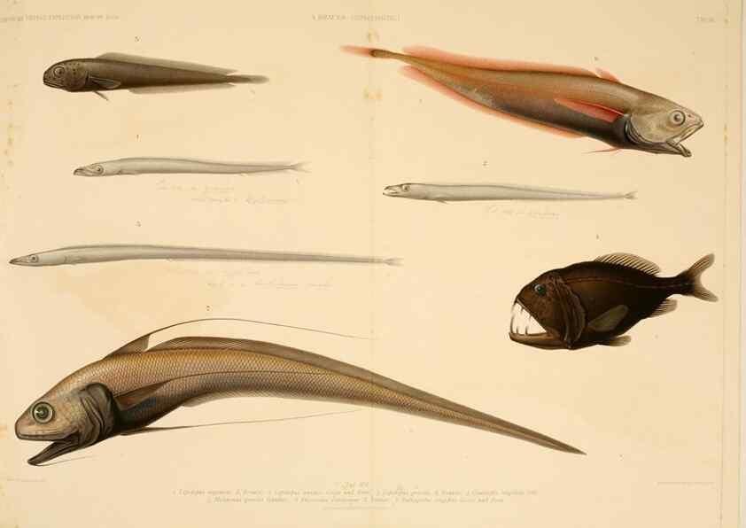 Reproducción/Reproduction 7413860094: Wissenschaftliche Ergebnisse der Deutschen Tiefsee-Expedition auf dem Dampfer ""Valdivia"" 1898-1899.. Jena,G. Fischer,1902-40.