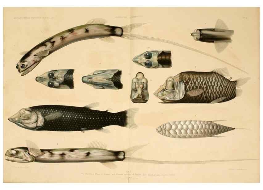 Reproducción/Reproduction 7413852664: Wissenschaftliche Ergebnisse der Deutschen Tiefsee-Expedition auf dem Dampfer ""Valdivia"" 1898-1899.. Jena,G. Fischer,1902-40.