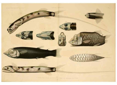 Reproducción/Reproduction 7413852664: Wissenschaftliche Ergebnisse der Deutschen Tiefsee-Expedition auf dem Dampfer ""Valdivia"" 1898-1899.. Jena,G. Fischer,1902-40.