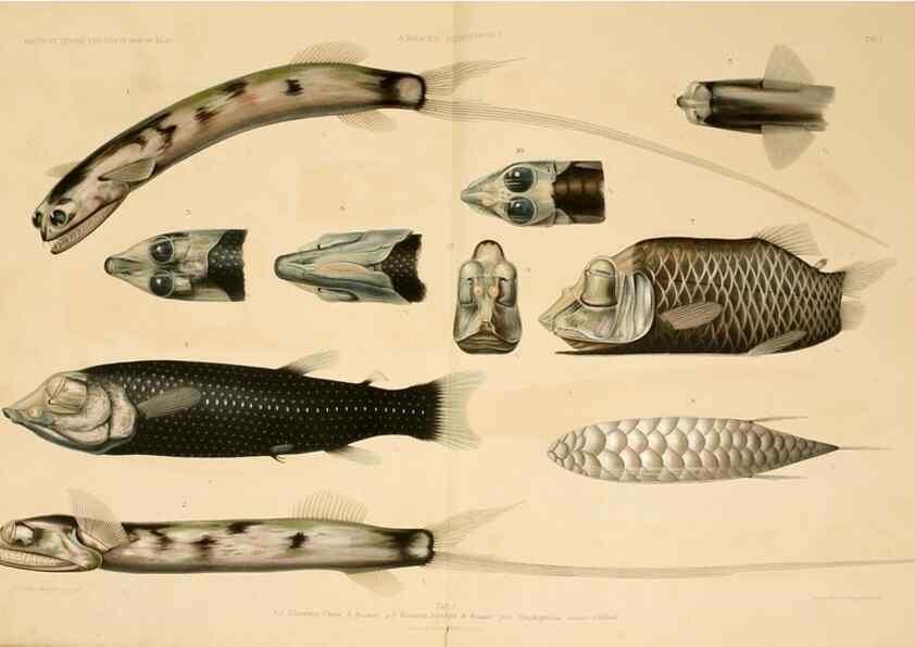 Reproducción/Reproduction 7413852664: Wissenschaftliche Ergebnisse der Deutschen Tiefsee-Expedition auf dem Dampfer ""Valdivia"" 1898-1899.. Jena,G. Fischer,1902-40.