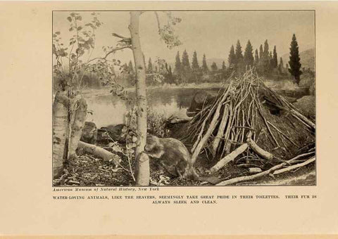 Reproducción/Reproduction 7409112144: The human side of animals,. New York,Frederick A. Stokes Company[c1918]