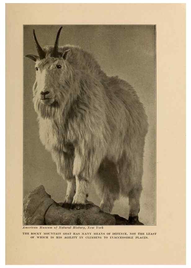 Reproducción/Reproduction 7409114268: The human side of animals,. New York,Frederick A. Stokes Company[c1918]