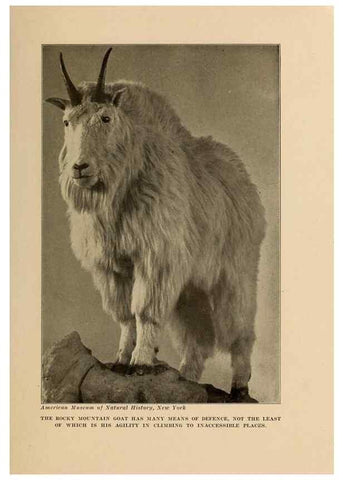 Reproducción/Reproduction 7409114268: The human side of animals,. New York,Frederick A. Stokes Company[c1918]