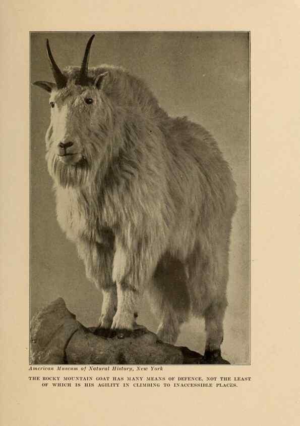 Reproducción/Reproduction 7409114268: The human side of animals,. New York,Frederick A. Stokes Company[c1918]