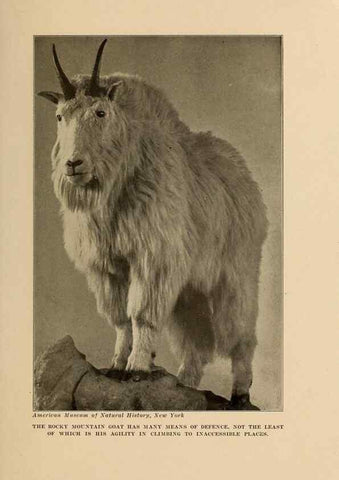 Reproducción/Reproduction 7409114268: The human side of animals,. New York,Frederick A. Stokes Company[c1918]