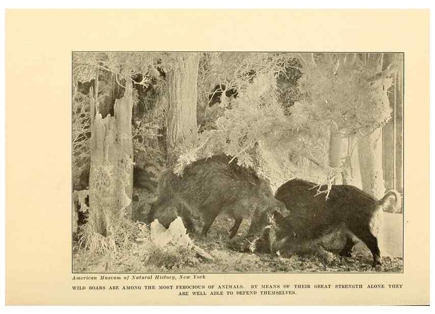 Reproducción/Reproduction 7409115374: The human side of animals,. New York,Frederick A. Stokes Company[c1918]