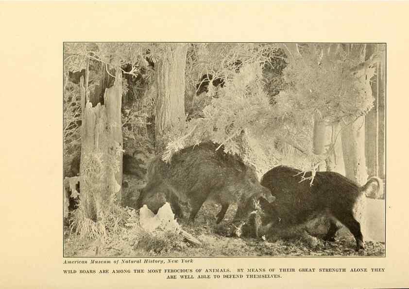 Reproducción/Reproduction 7409115374: The human side of animals,. New York,Frederick A. Stokes Company[c1918]