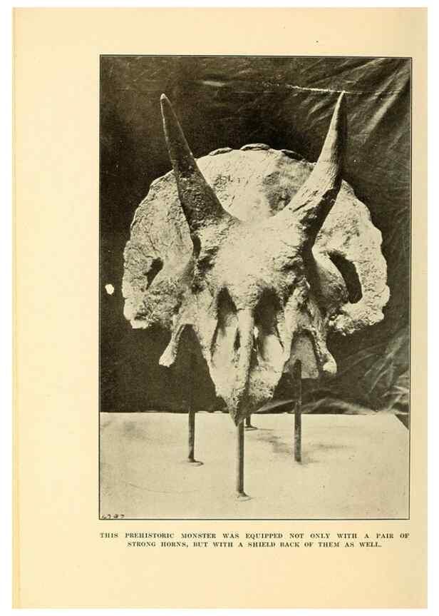 Reproducción/Reproduction 7409117972: The human side of animals,. New York,Frederick A. Stokes Company[c1918]
