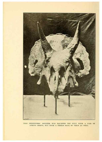 Reproducción/Reproduction 7409117972: The human side of animals,. New York,Frederick A. Stokes Company[c1918]