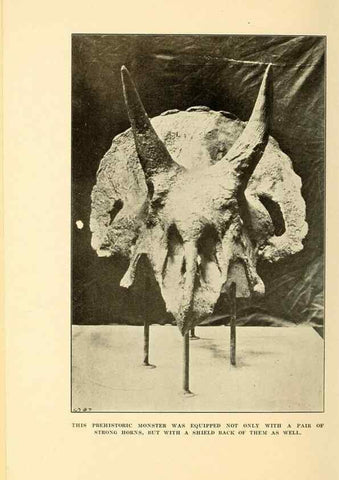Reproducción/Reproduction 7409117972: The human side of animals,. New York,Frederick A. Stokes Company[c1918]