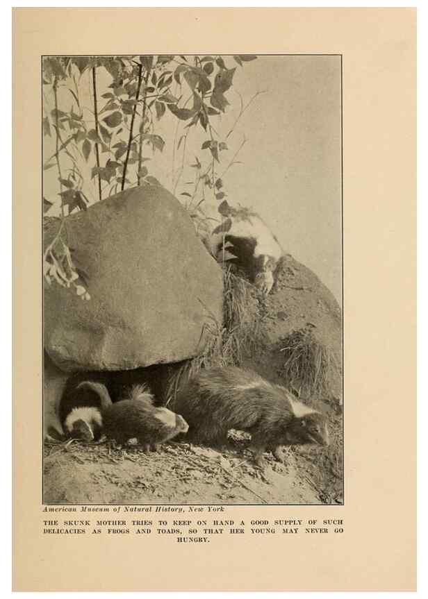 Reproducción/Reproduction 7409121926: The human side of animals,. New York,Frederick A. Stokes Company[c1918]
