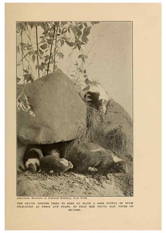 Reproducción/Reproduction 7409121926: The human side of animals,. New York,Frederick A. Stokes Company[c1918]