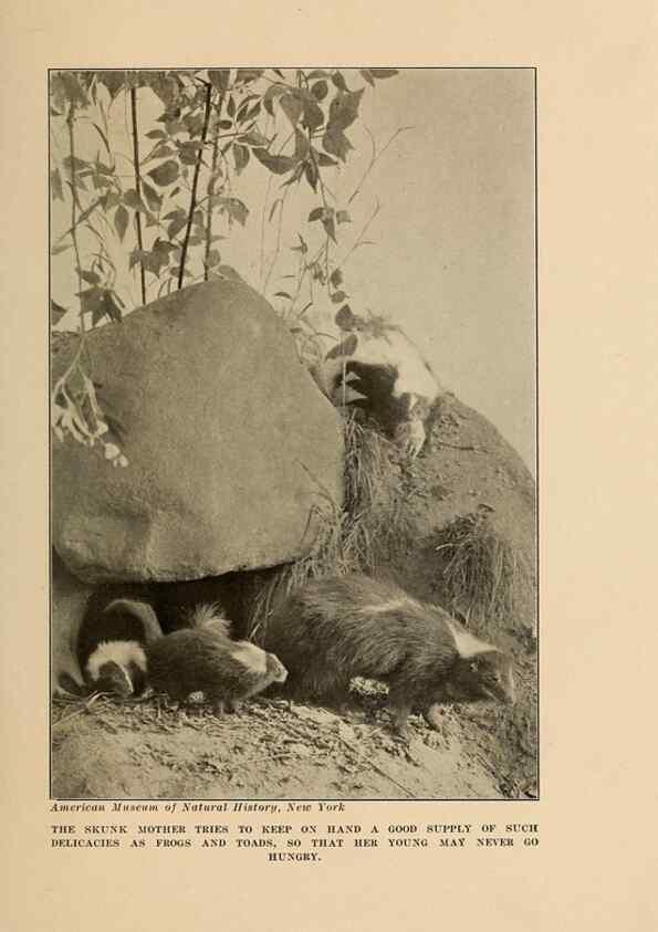 Reproducción/Reproduction 7409121926: The human side of animals,. New York,Frederick A. Stokes Company[c1918]