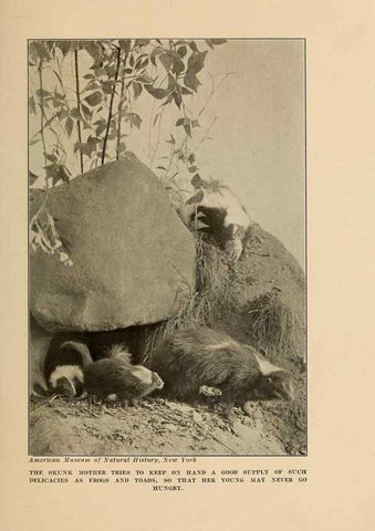 Reproducción/Reproduction 7409121926: The human side of animals,. New York,Frederick A. Stokes Company[c1918]