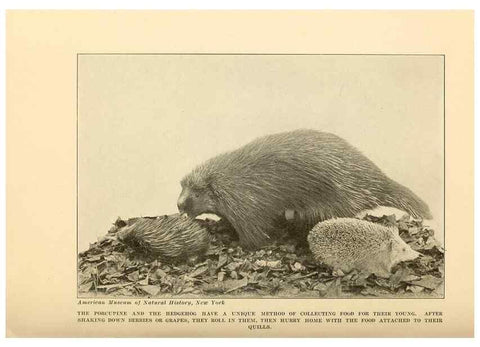 Reproducción/Reproduction 7409123100: The human side of animals,. New York,Frederick A. Stokes Company[c1918]