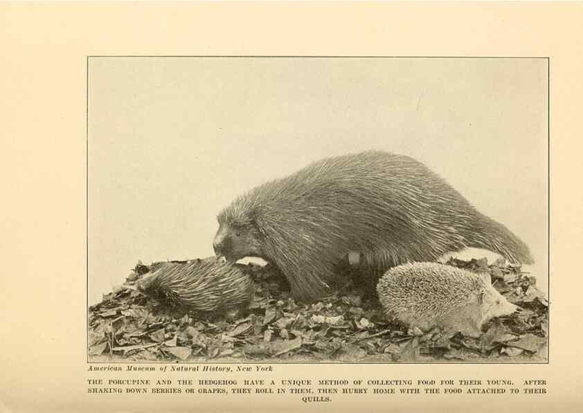Reproducción/Reproduction 7409123100: The human side of animals,. New York,Frederick A. Stokes Company[c1918]