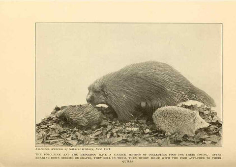 Reproducción/Reproduction 7409123100: The human side of animals,. New York,Frederick A. Stokes Company[c1918]
