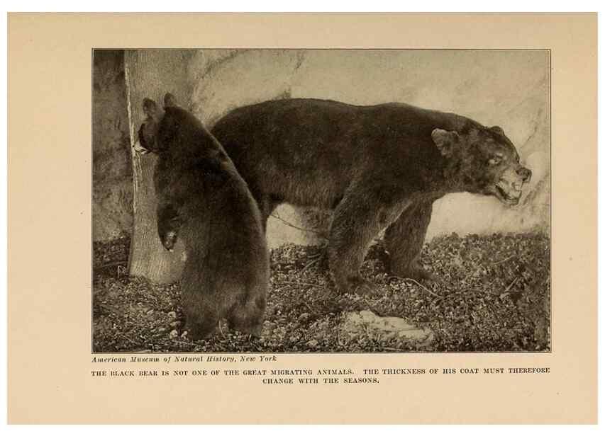 Reproducción/Reproduction 7409124062: The human side of animals,. New York,Frederick A. Stokes Company[c1918]