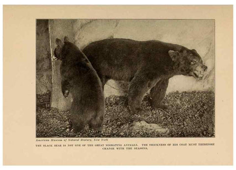 Reproducción/Reproduction 7409124062: The human side of animals,. New York,Frederick A. Stokes Company[c1918]