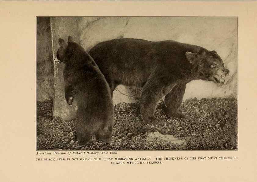 Reproducción/Reproduction 7409124062: The human side of animals,. New York,Frederick A. Stokes Company[c1918]