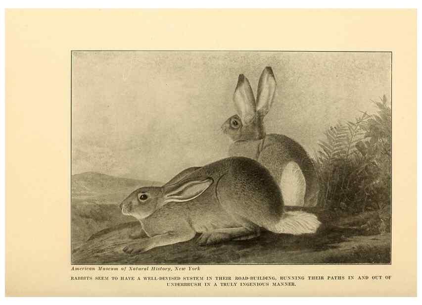 Reproducción/Reproduction 7409125216: The human side of animals,. New York,Frederick A. Stokes Company[c1918]