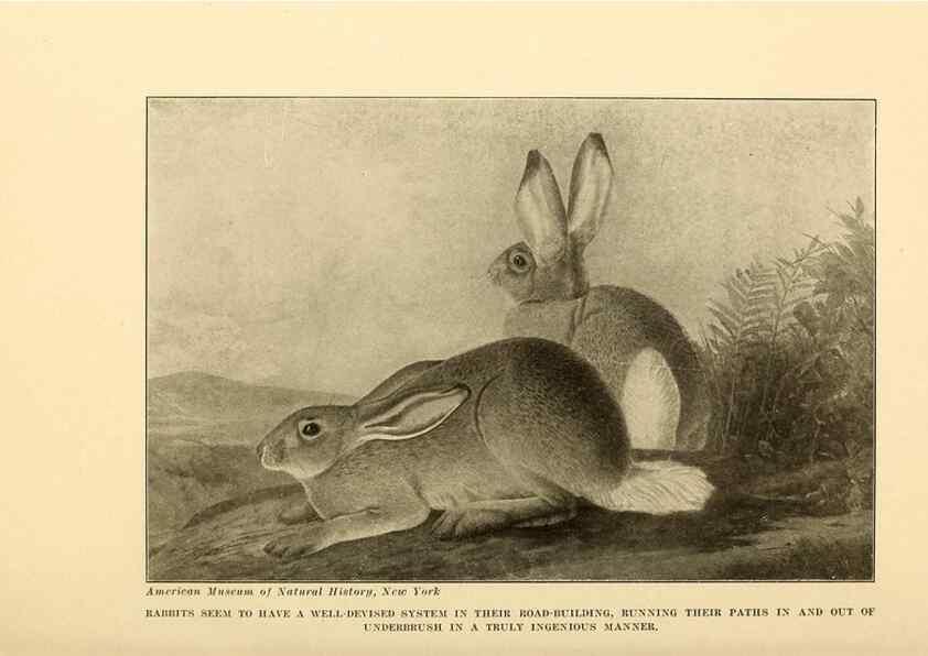 Reproducción/Reproduction 7409125216: The human side of animals,. New York,Frederick A. Stokes Company[c1918]
