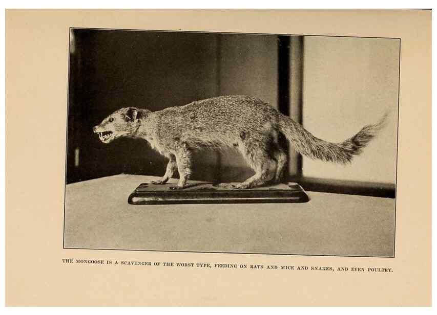 Reproducción/Reproduction 7409126198: The human side of animals,. New York,Frederick A. Stokes Company[c1918]
