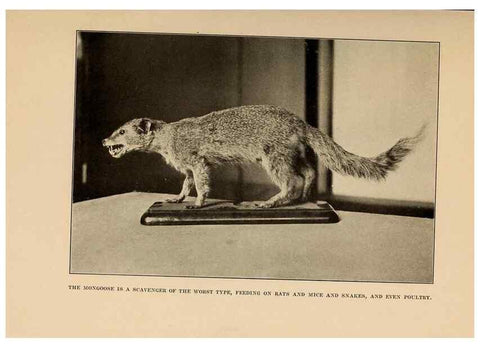 Reproducción/Reproduction 7409126198: The human side of animals,. New York,Frederick A. Stokes Company[c1918]
