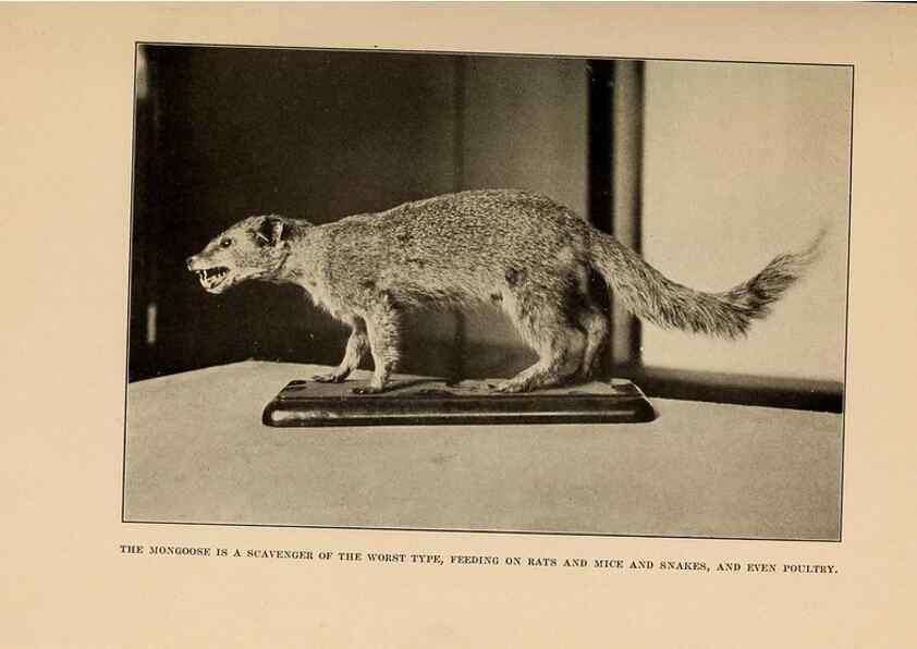 Reproducción/Reproduction 7409126198: The human side of animals,. New York,Frederick A. Stokes Company[c1918]